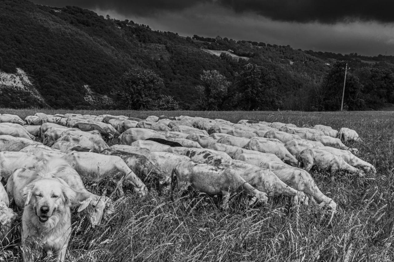 Pensjonat Tuttaterra Serra San Quirico Zewnętrze zdjęcie